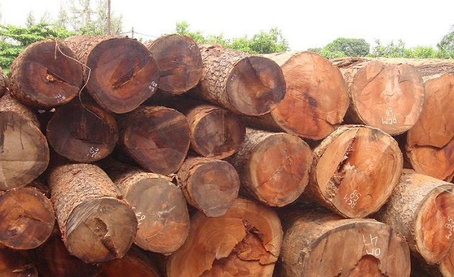 Khái quát về gỗ tự nhiên