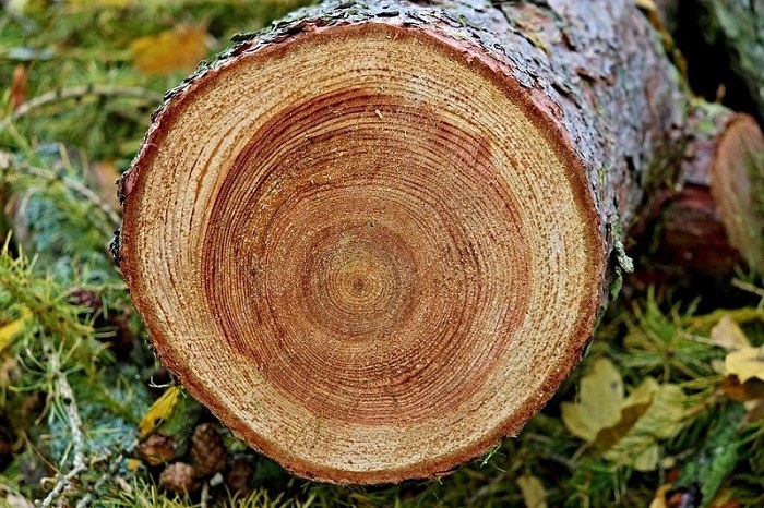 Mẹo phân biệt 10 loại gỗ tự nhiên chỉ trong một nốt nhạc