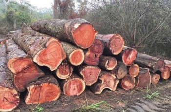 Các loại gỗ quý của Trung Quốc được thế giới công nhận hiện nay